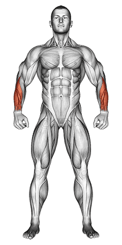 Body muscles. Front view demonstration