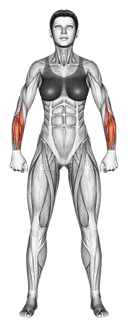 Body muscles. Female. Front view demonstration