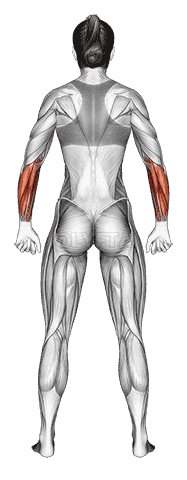 Body muscles. Female. Back view demonstration