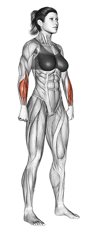 Body muscles. Female. Side view demonstration