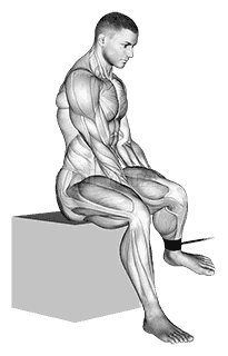 Band Seated Hip External Rotation demonstration
