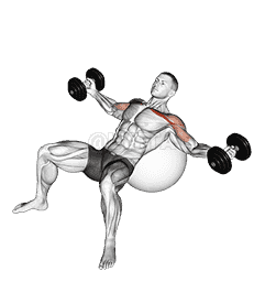 Dumbbell Incline Fly on Exercise Ball demonstration