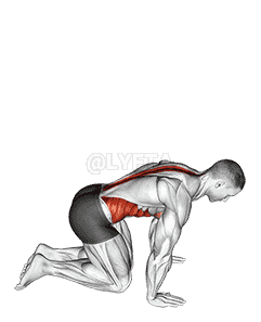 Kneeling Back Rotation Stretch demonstration