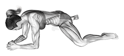 Kneeling Face Down Adductor Stretch demonstration