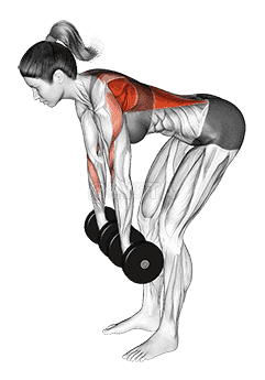 Dumbbell Pronated Grip Row demonstration