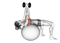 Dumbbell Pullover on Exercise Ball demonstration