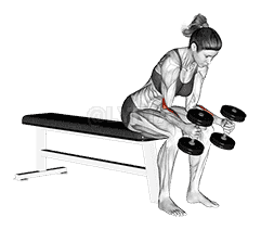 Dumbbell Seated Neutral Wrist Curl demonstration