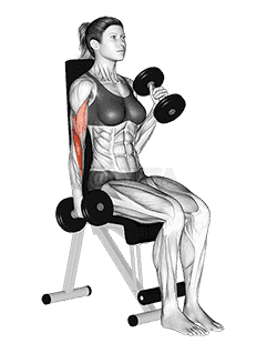 Dumbbell Alternate Seated Hammer Curl demonstration
