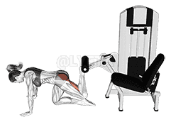 Lever Kneeling Reverse Hyperextension demonstration