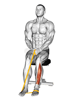 Resistance Band Foot Plantar Flexion demonstration