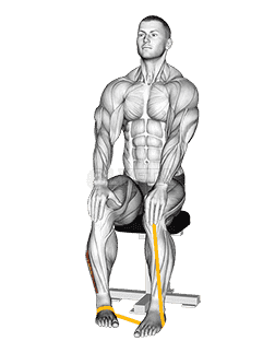 Resistance Band Foot Eversion demonstration