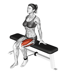 Band Seated Leg Extension demonstration