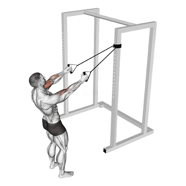 Band Cross Chest Biceps Curl demonstration