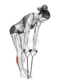 Standing Hamstring and Calf Stretch with Starp demonstration