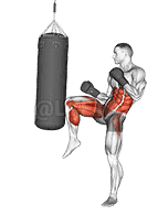 Front Groin Kick Kickboxing demonstration