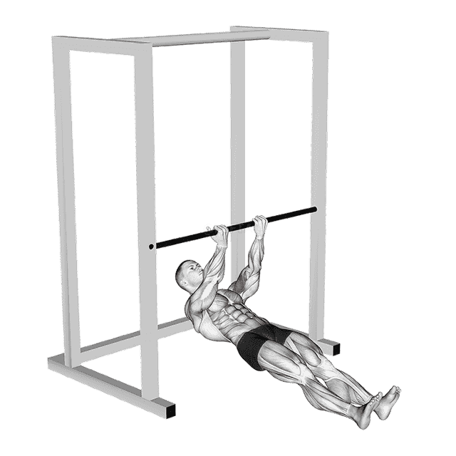 Bar Biceps Curl demonstration