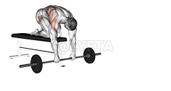 Barbell Rollout from Bench demonstration