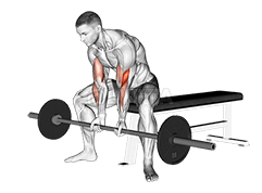 Barbell Seated Close-grip Concentration Curl demonstration
