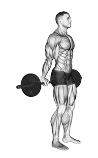 Barbell Standing Back Wrist Curl demonstration