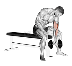 Concentration Curl demonstration