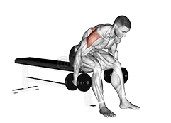 Dumbbell Rear Fly demonstration