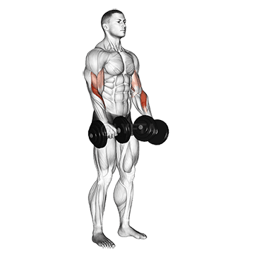 Dumbbell Revers grip Biceps Curl demonstration