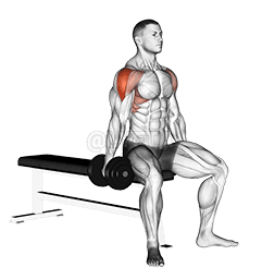 Dumbbell Seated Lateral Raise demonstration