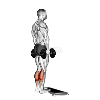 Standing Calf Raise demonstration