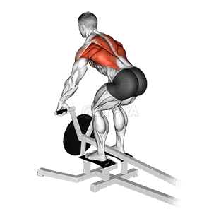 Lever T bar Row demonstration