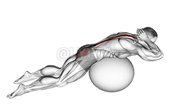Exercise Ball Back Extension With Hands Behind Head demonstration