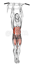 Hanging Oblique Knee Raise demonstration