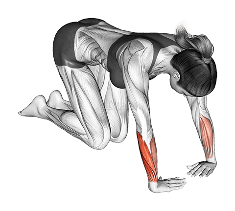 Wrist Ulnar Deviator And Flexor Stretch demonstration