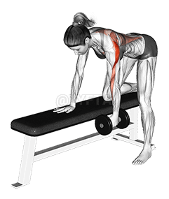 Dumbbell One Arm Bent over Row demonstration