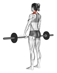 Barbell Shrug demonstration