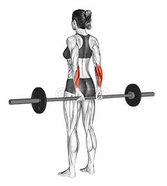 Barbell Standing Back Wrist Curl demonstration