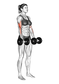 Dumbbell Biceps Curl demonstration