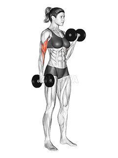 Dumbbell Alternate Biceps Curl demonstration