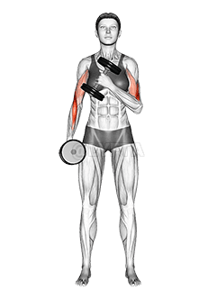 Dumbbell Cross Body Hammer Curl demonstration