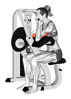 Lever Triceps Extension demonstration