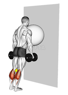 Exercise Ball on the Wall Calf Raise demonstration