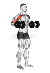 Dumbbell Drag Bicep Curl demonstration