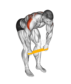 Resistance Band Bent Over Rear Delt Fly demonstration