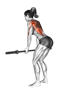 Barbell Narrow Row exercise demonstration for Back, Barbell