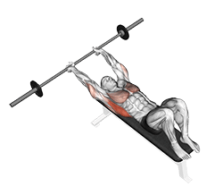 Barbell Pullover exercise demonstration for Back, Barbell