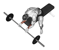 Wrist Curl exercise demonstration for Forearms, Barbell