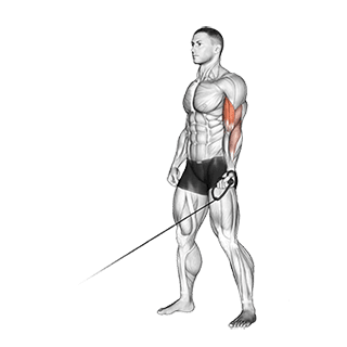 Cable One Arm Curl exercise demonstration for Biceps, and Upper Arms, Cable