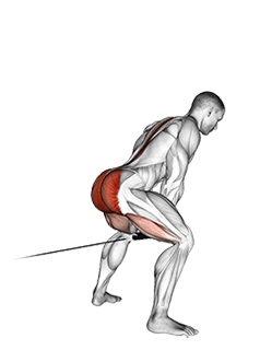 Cable Pull Through exercise demonstration for Hips, Cable