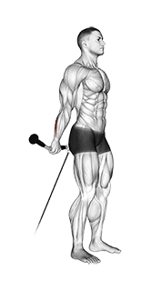 Cable Standing Back Wrist Curl exercise demonstration for Forearms, Cable