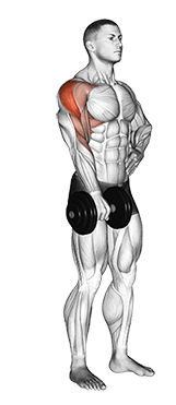 Dumbbell One Arm Upright Row exercise demonstration