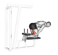 Inverse Leg Curl exercise demonstration